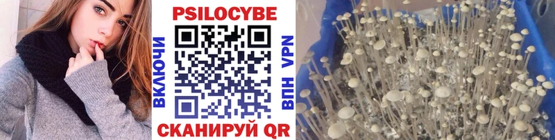 купить закладку  Сорск  сайты даркнета клад  Псилоцибиновые грибы GOLDEN TEACHER  блэк спрут сайт 